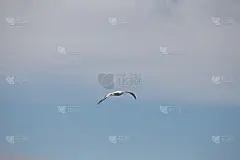 漂泊信天翁,普里昂岛,南乔治亚岛,水,天空,美,气候,水平画幅,雪,无人