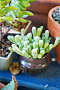 baby toes (by flora-file)hey sweetsucculents, still growing strong in this pretty little pot多肉QQ交流群：439723099