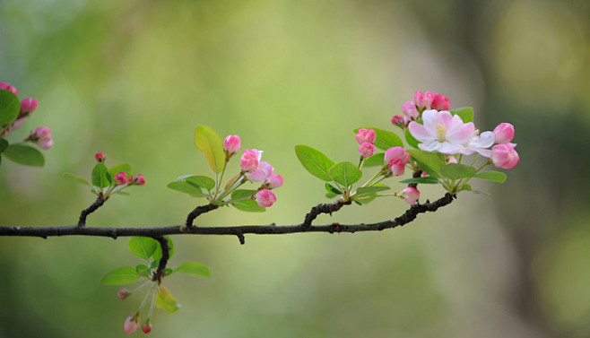 海棠花开15