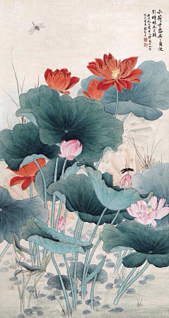 薄薄荷丶采集到莲