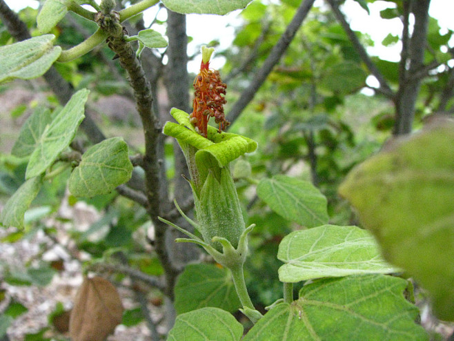 全部尺寸 | Hibiscadelphu...