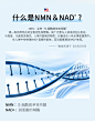 BIBZIZ美国进口NMN 9000β-烟酰胺单核苷酸 NAD+补充剂 NMN一盒【图片 价格 品牌 报价】-京东