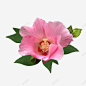 粉色木槿高清素材 喇叭花 春季 木槿花 粉色花朵 元素 免抠png 设计图片 免费下载