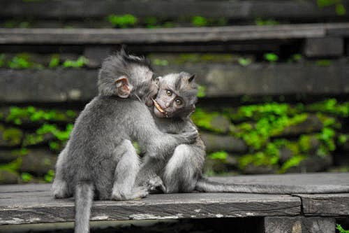 Two Gray Monkey on B...