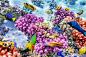 美丽而美丽的海底世界-珊瑚和热带鱼，macdown高清图片素材，图片，素材，图片设计，插画，插画设计，艺术，创意图片素材，海底鱼群