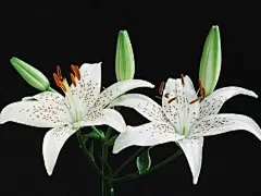 典雅的芳华百合花壁纸桌面壁纸1