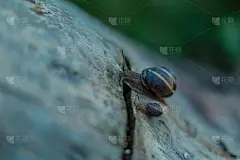 蜗牛。蜗牛在自然界中。树桩上的蜗牛。蜗牛在老树桩的边上保持平衡。蜗牛沿着那棵老树爬行。