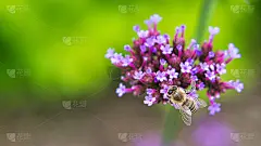 一个美丽的花开花的特写。