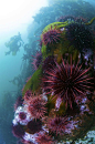 Sea Urchins Photograph
