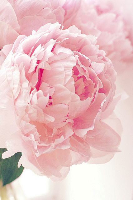 Pink Peonies