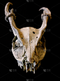 毛冠鹿,颅骨,动物骨骼,垂直画幅,野生动物,古老的,鹿,黑色背景,摄影,褪色