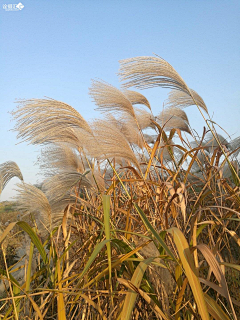 朱九三采集到植物素材