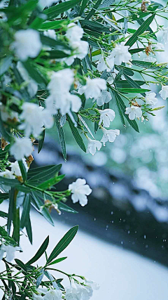 月色溶溶蝴蝶梦采集到花谱