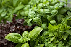 天然绿色草药科普