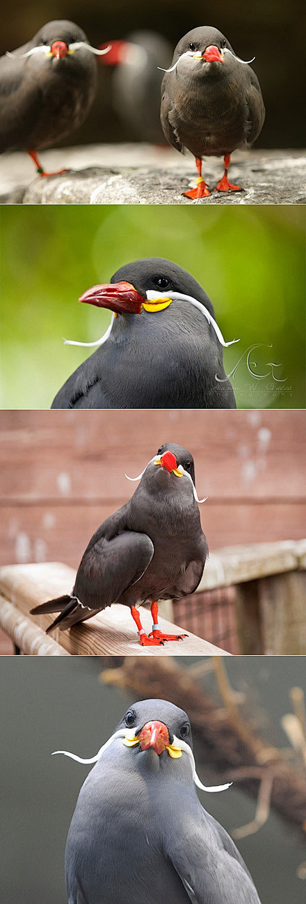 印加燕鸥（Inca Tern）分布于智利...