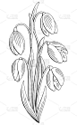 雪花莲花图形黑白孤立花束素描插图向量