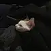 猫八井