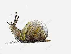 卡通蜗牛高清素材 png 设计图片 免费下载 页面网页 平面电商 创意素材 png素材