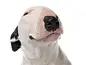 female bull terrier