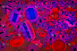 人体血细胞网络植入(3d渲染)