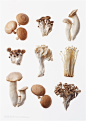 金针菇鲜菇野生菇蘑菇高清素材