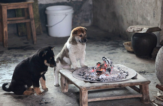 摄影师记录中国小狗围炉取暖的温馨场景