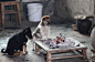 摄影师记录中国小狗围炉取暖的温馨场景