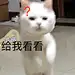 天哪！怎么会有这么多的大头猫 ​​​​