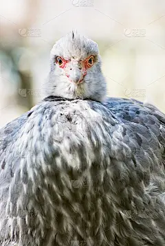 一个南方人(Chauna torquata)