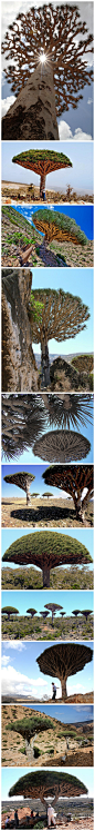 龙血树。索科特拉岛。也门。该岛与大陆板块已经隔绝1800万年，这里有很多稀有的动植物，如龙血树、沙漠玫瑰等。