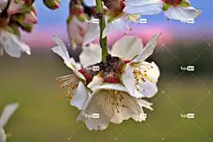 杏花 花朵 春天 美丽的花朵 花瓣 盛开 开花 树 花壁纸