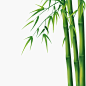 竹子唯美古风写实免抠插画元素竹子中国风竹子手绘竹子