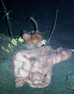 胭芷采集到生物○水族