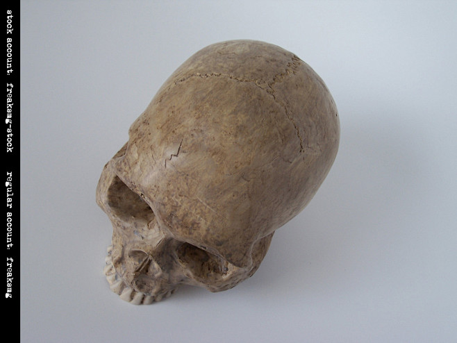 艺用解剖之人体多角度头骨姿态集12