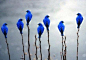 blue birds | blue loves red as red loves blue #采集大赛#