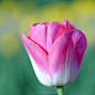 PINK TULIP - Vladimir Ternovoy