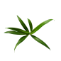 44.png (700×700)_PNG ✪ 植物 花草树木 _急急如率令-B35194457B- -P1062110413P- _T2019910 