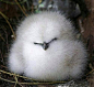 Fluffy Baby Albatross | Cutest Paw