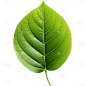 植物绿叶叶子