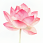 jasonsun1576_Watercolor_pink_lotus_flower_clipart_on_a_white_ba_b59dc195-73f3-4ec9-9e34-71e736abfb1e
