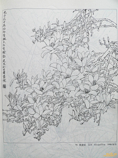 梅花小弄采集到白描花卉-玉兰