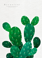 绿色植物 仙人掌 水彩手绘插画PSD