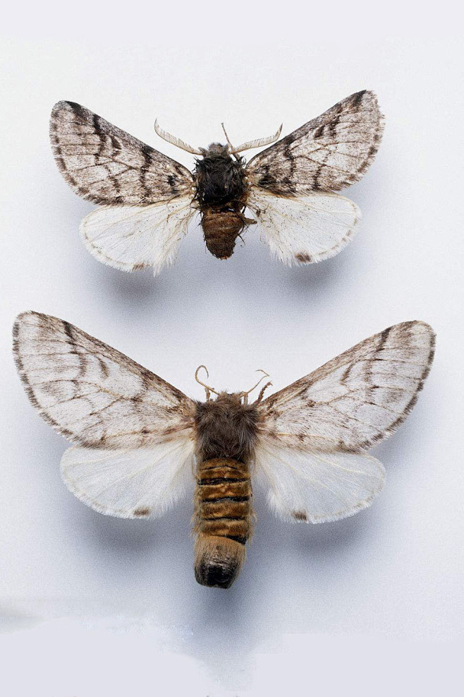 鳞翅目蚕蛾总科带蛾