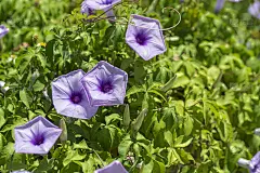 长春藤牵牛花(冲绳石垣岛)