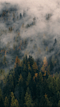 森林 云雾环绕 神秘静谧