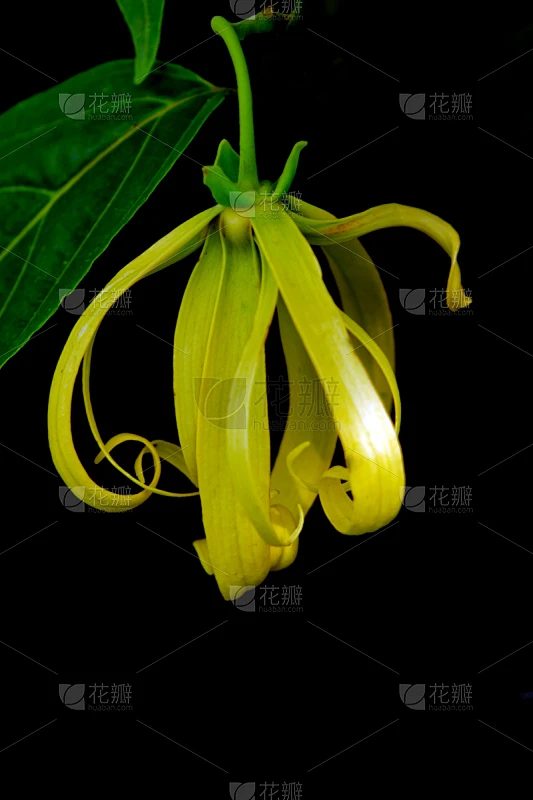依兰,黑色背景,垂直画幅,芳香的,无人,泰国,明亮,依兰树,植物,植物学素材-花瓣网