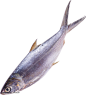 鱼PNG图像图片png免抠元素动物元素背景装饰免扣图片