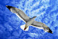 Seagull in The Sky by CitizenFresh on deviantART