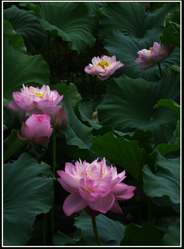 荷花赞太美丽了看了转给朋友看看吧