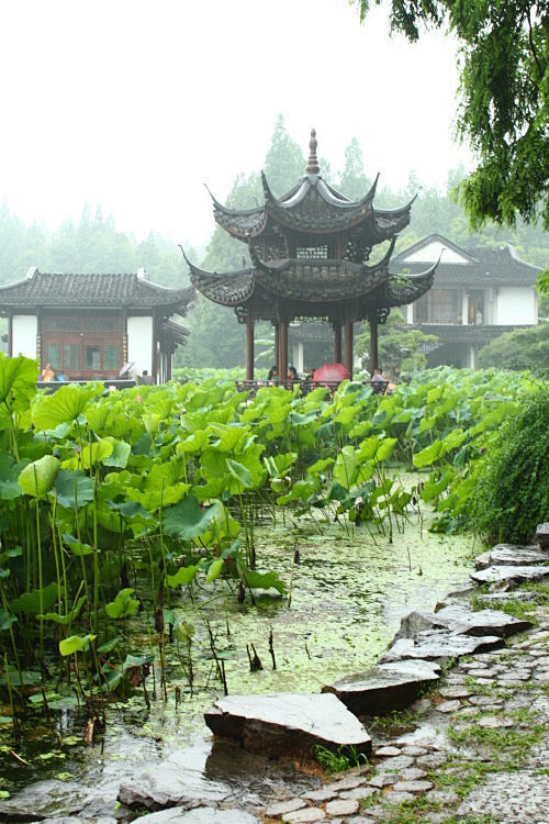 初夏雨中漫步——西湖，赏荷(966D7)...